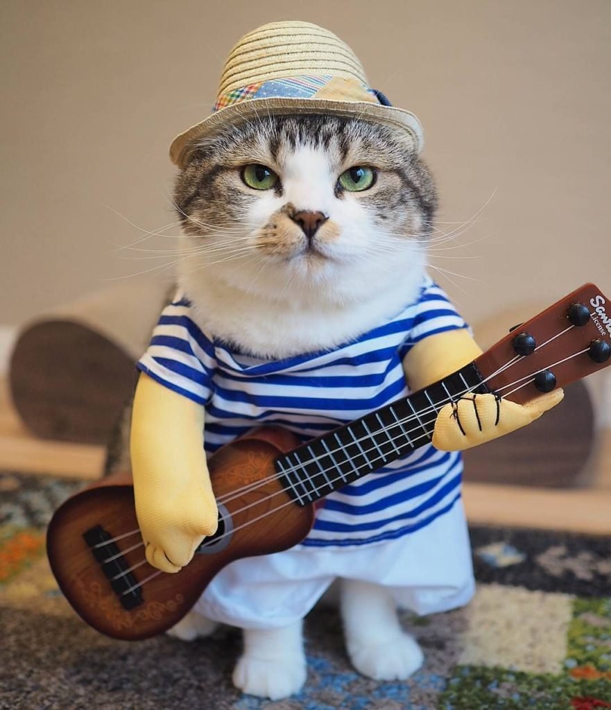 Коты с пивом