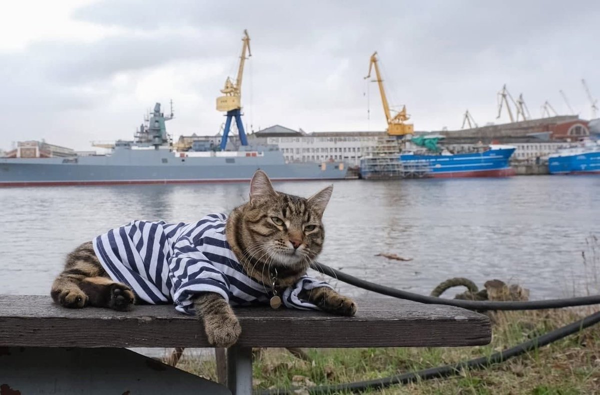 Котик из тельняшки