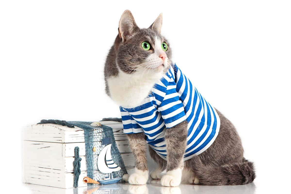 Тельняшки для котов