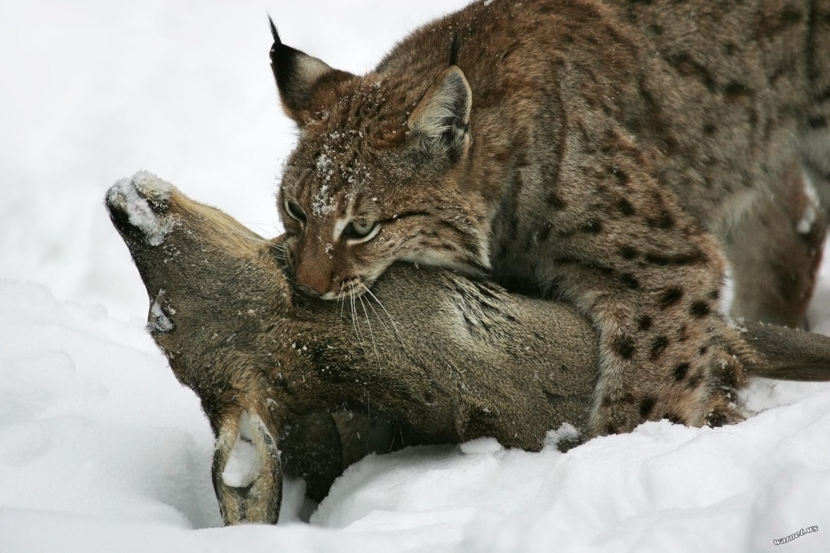 Рысь мышь. Обыкновенная Рысь. Рысь обыкновенная с рысятами. Lynx Lynx Евразийская Рысь. Евроазиатская (обыкновенная) Рысь.