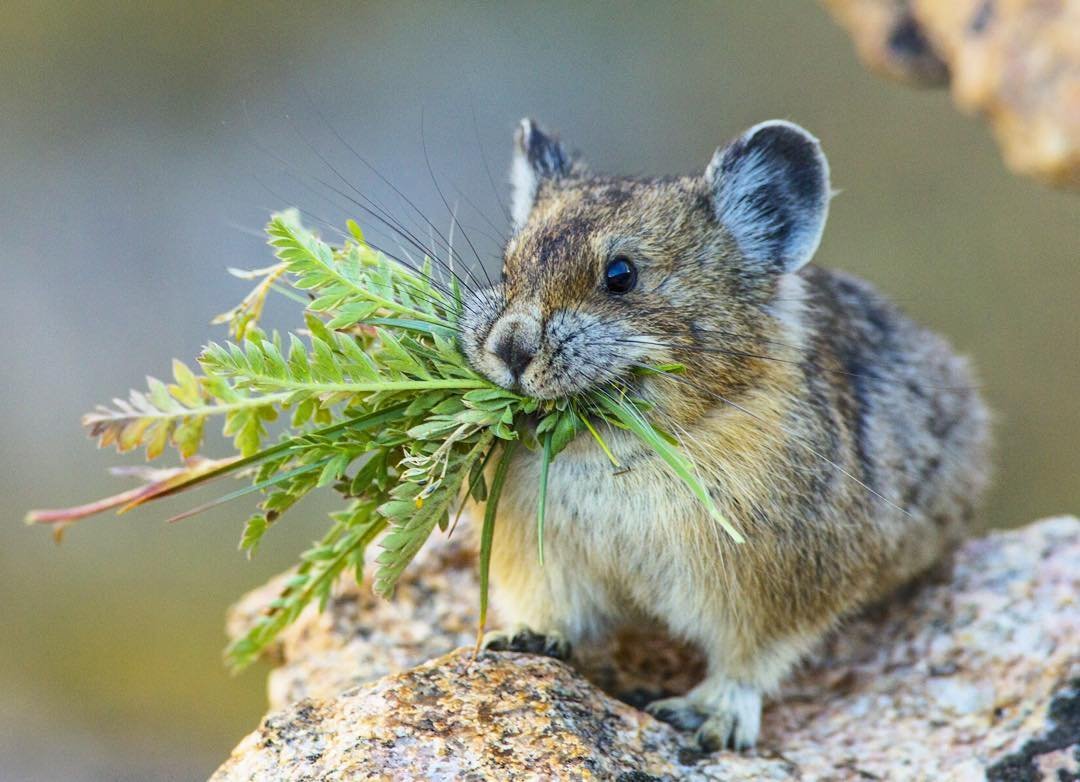 Американская пищуха (млекопитающее)
