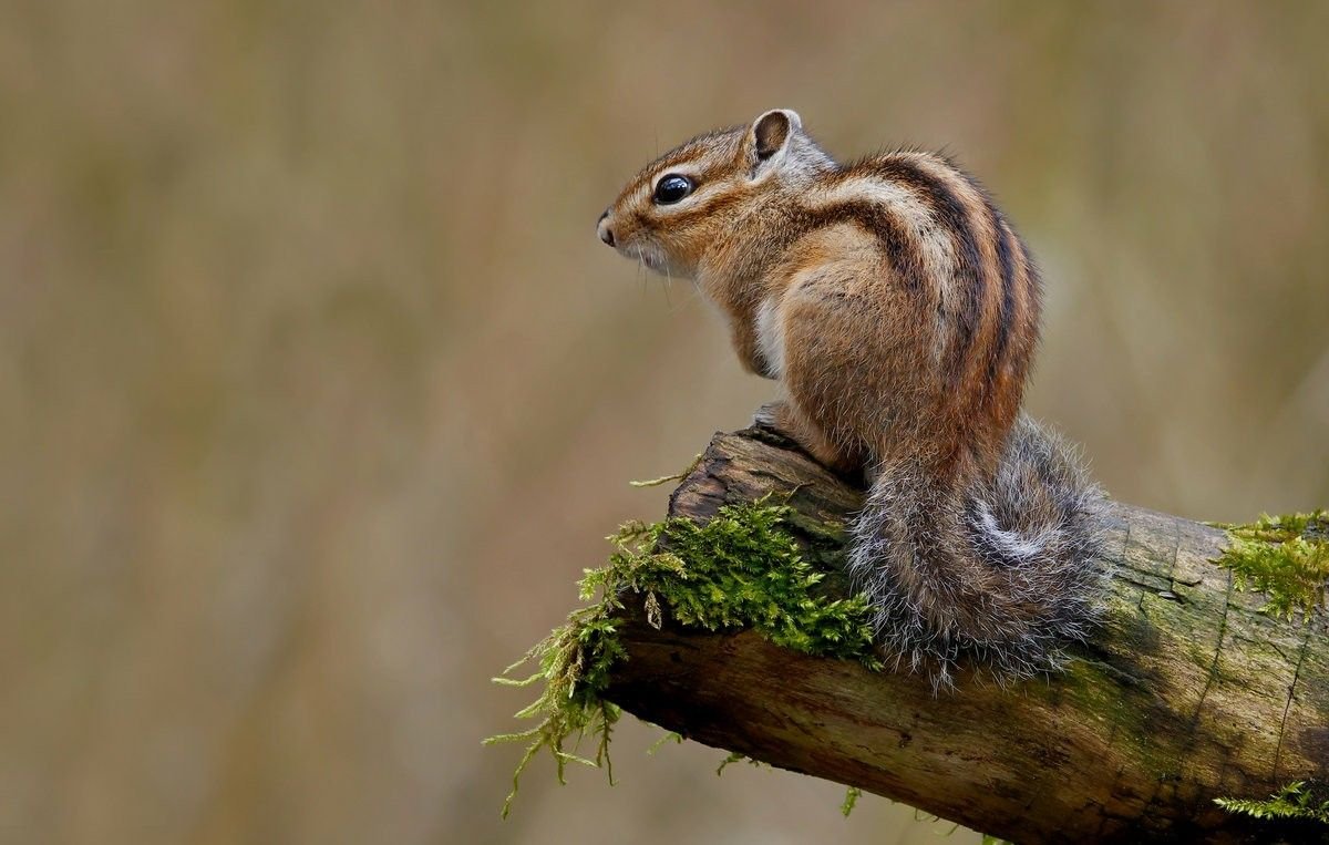Азиа́тский бурунду́к (Tamias sibiricus)