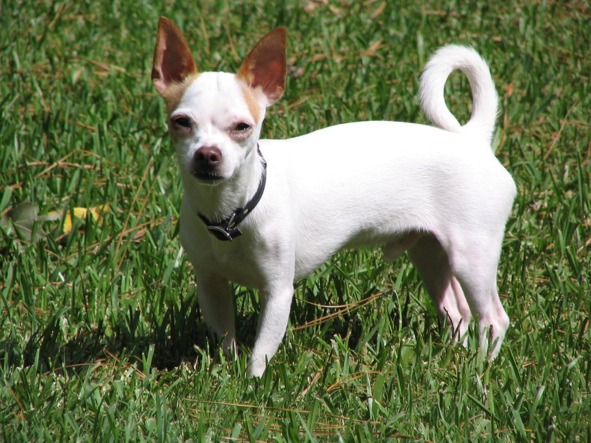 Кроличья такса короткошерстная