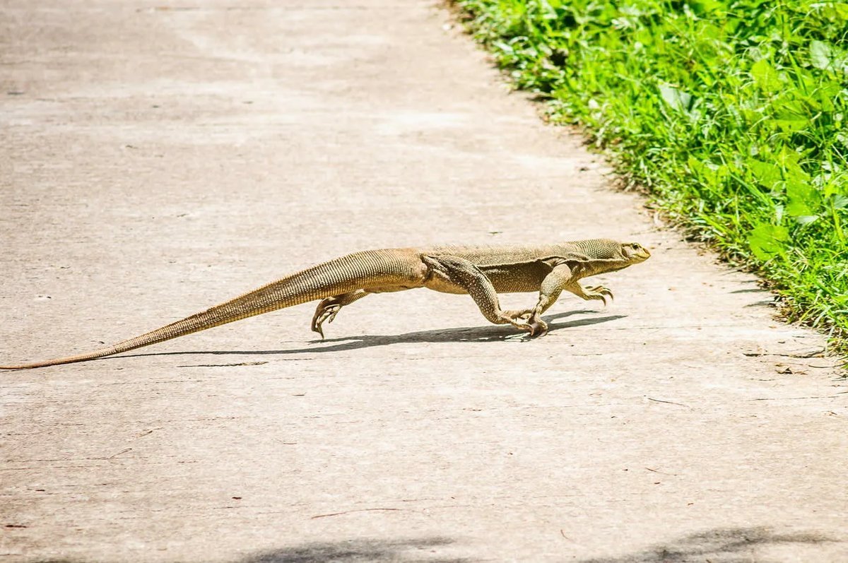 Длинная ящерица