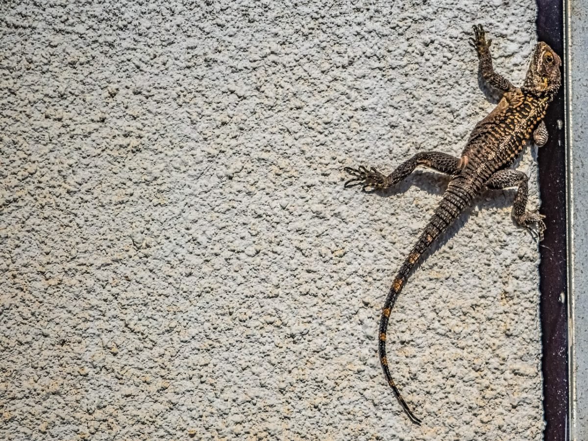 Ящерица которая лазает по стенам