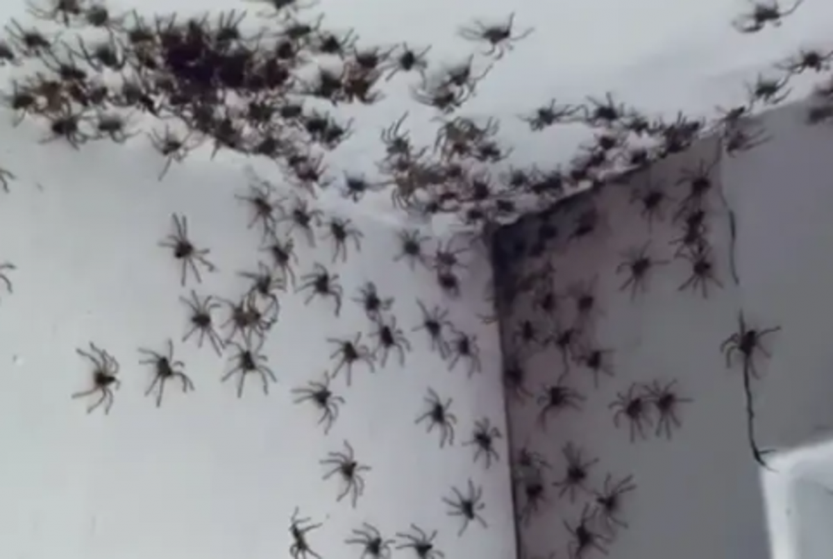 Нашествие пауков в Австралии 2021. Австралия пауки Нашествие. Много пауков. Миллион пауков.