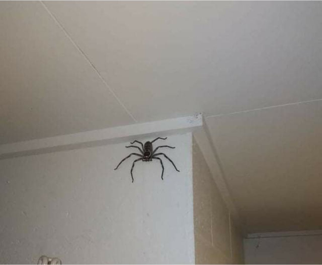 Пауки гиганты монтаж