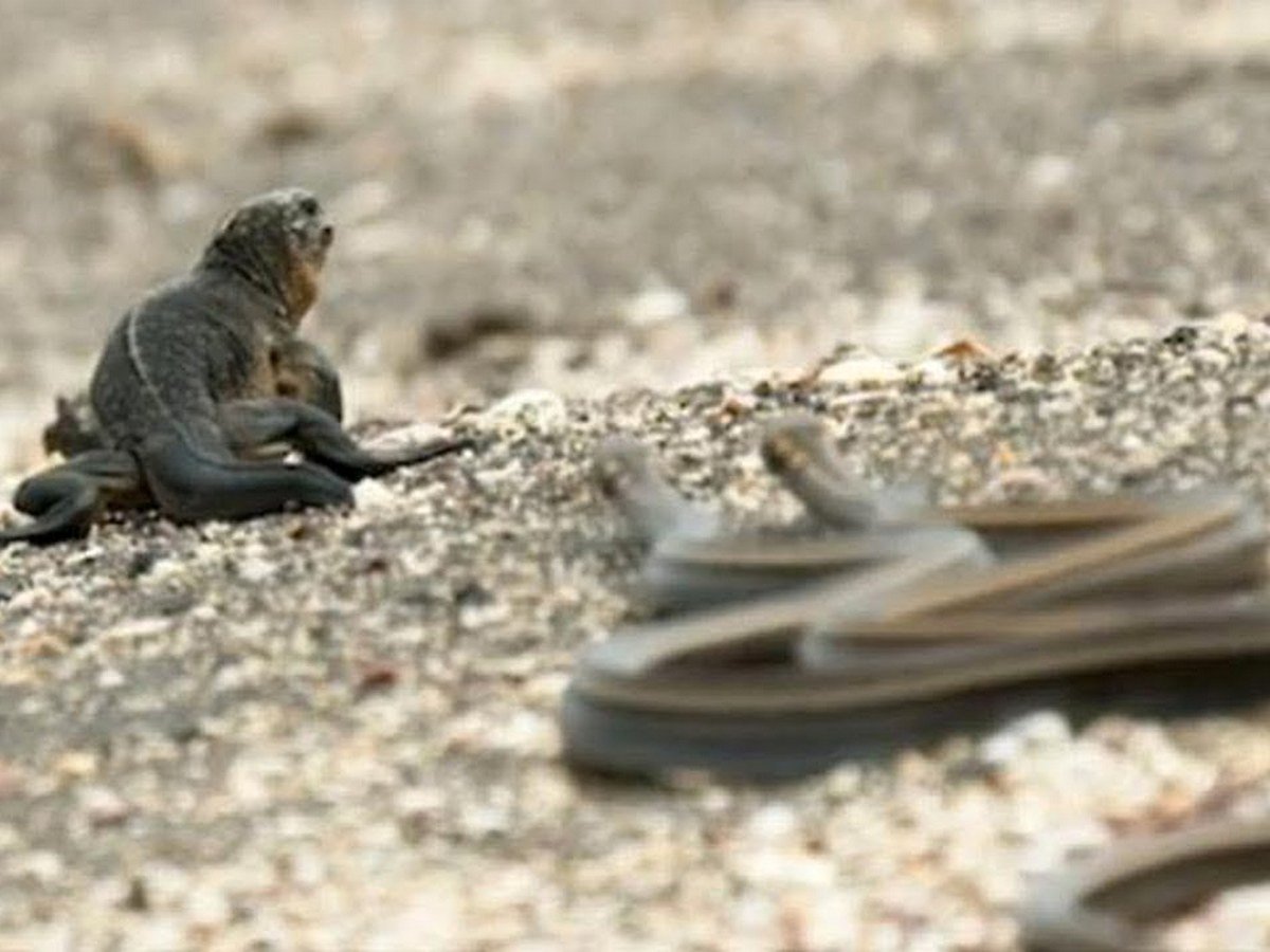 Игуана сбегает от змей