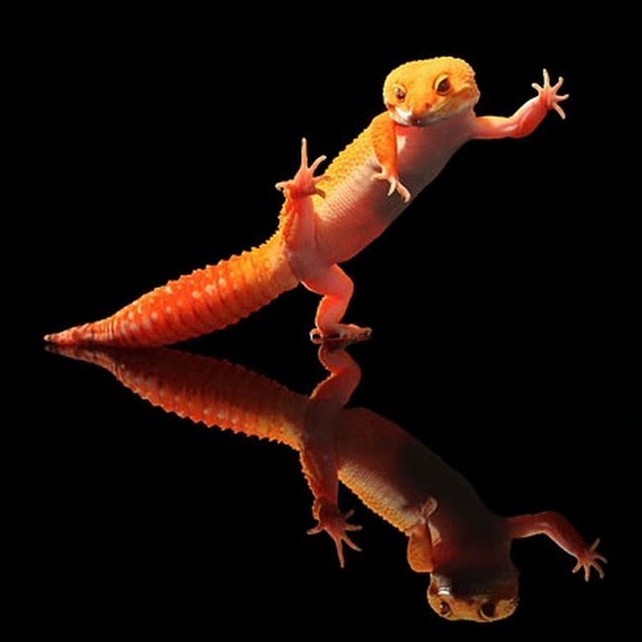 Эублефар танцует