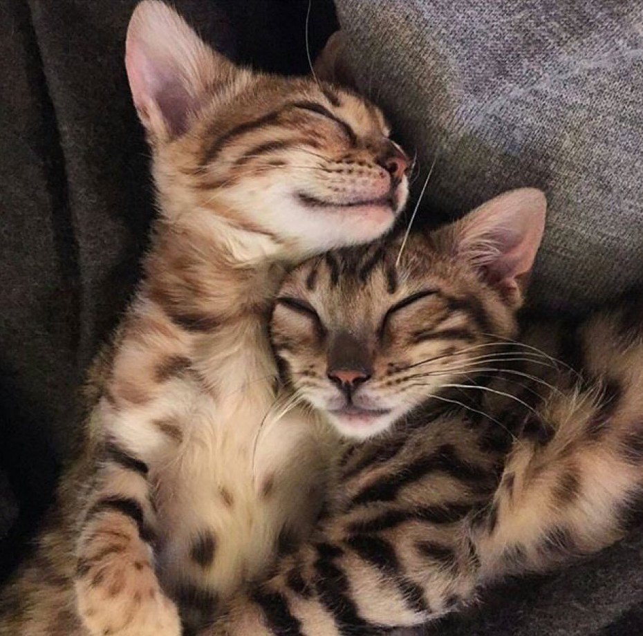 Бенгальские кошки любовь