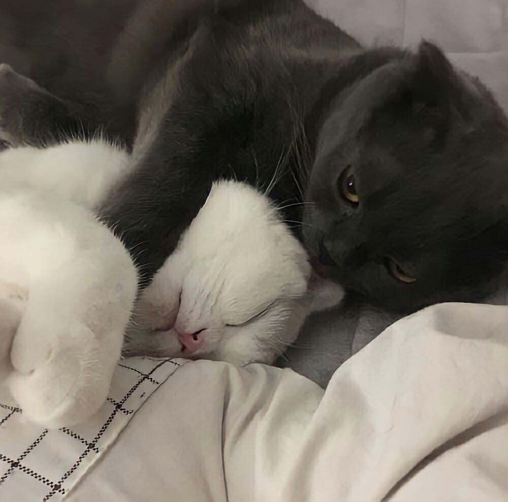 Котики обнимаются пикчи