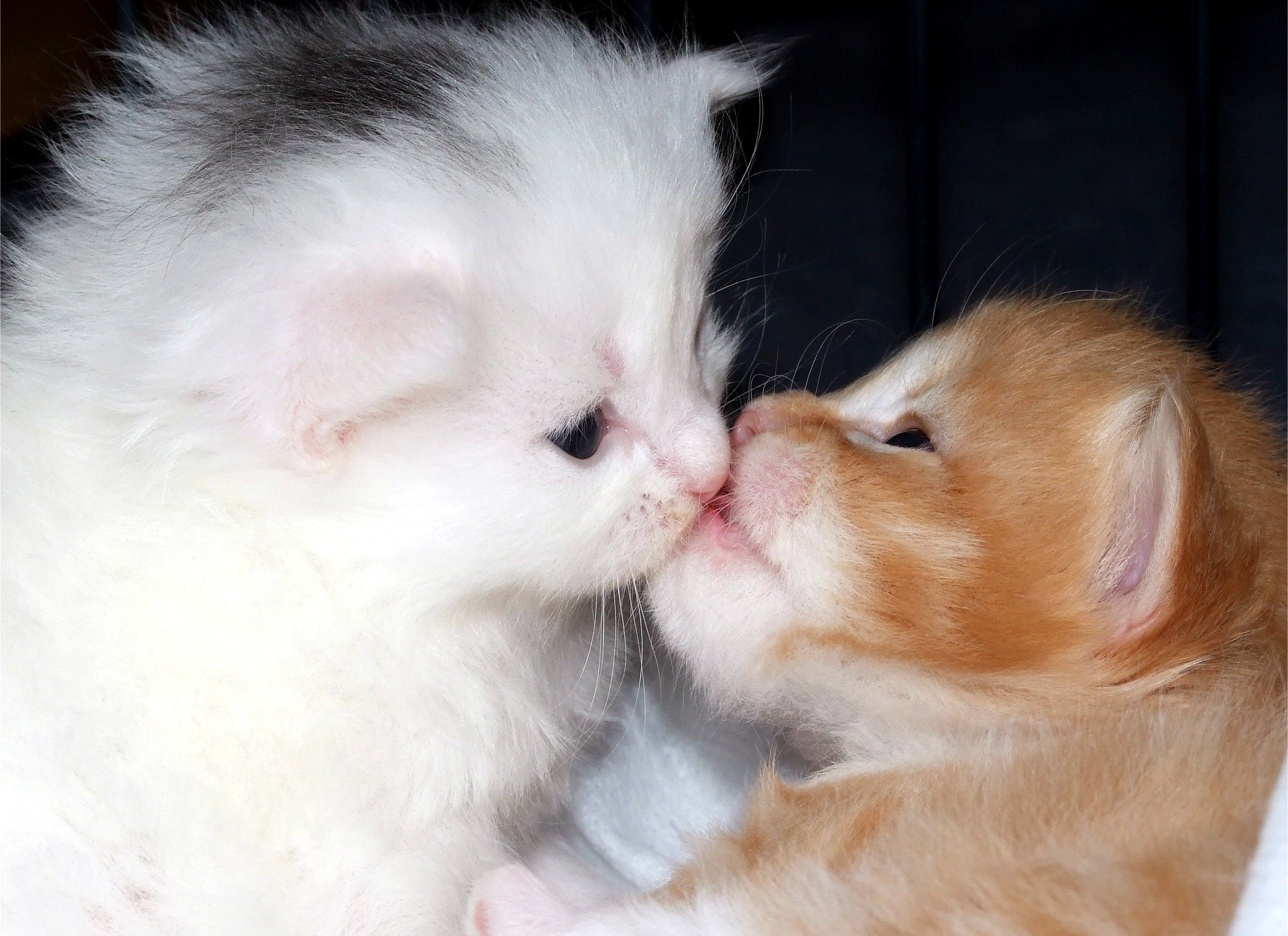 котики целуются
