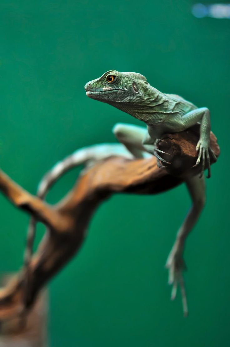 Зеленый Василиск ящерица