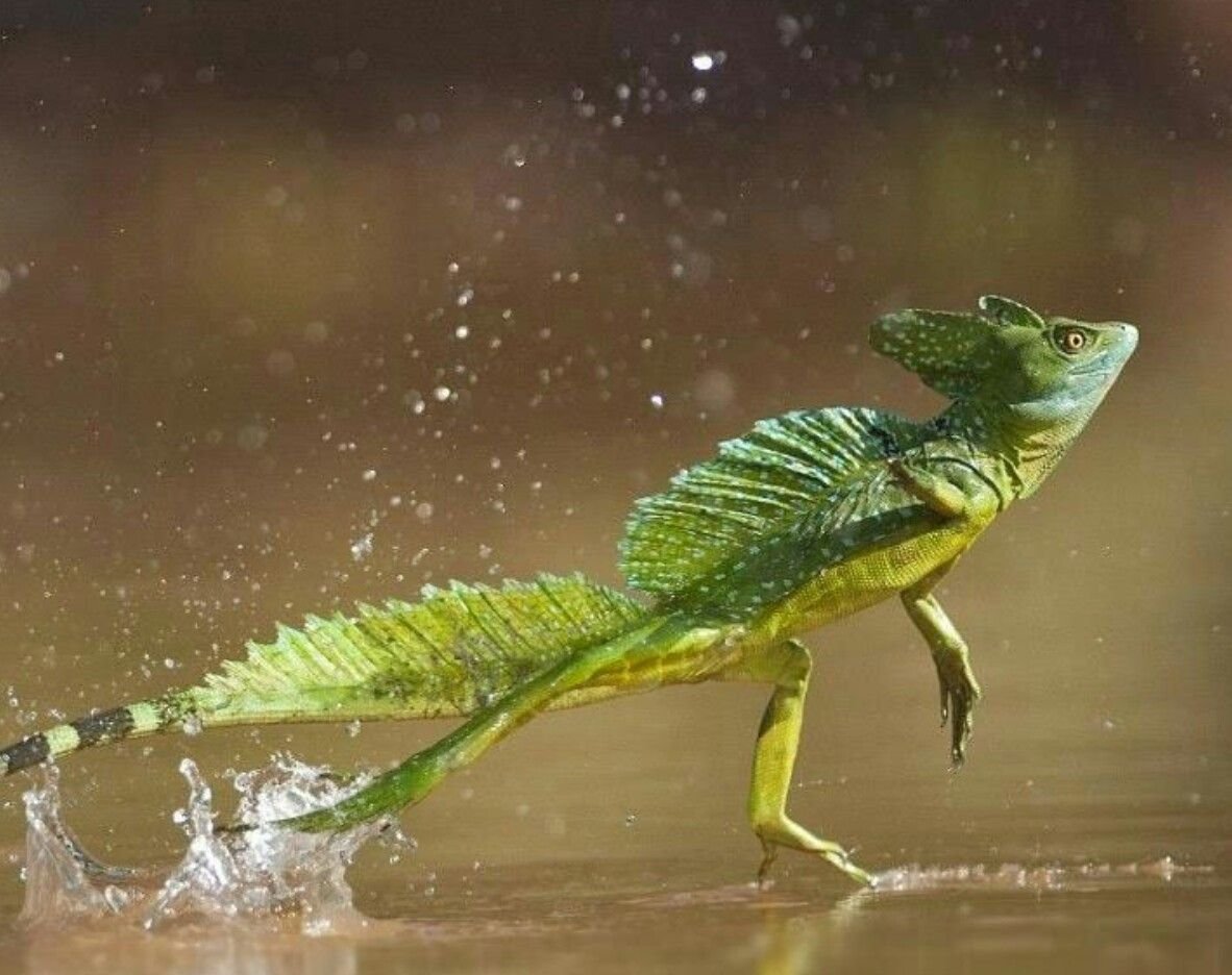 Южноамериканский шлемоносный Василиск