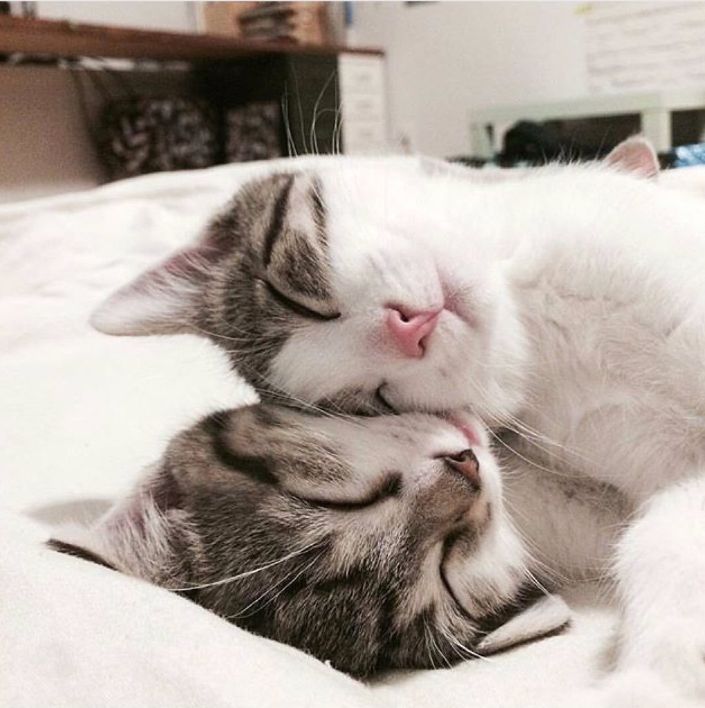 Котики утро любовь