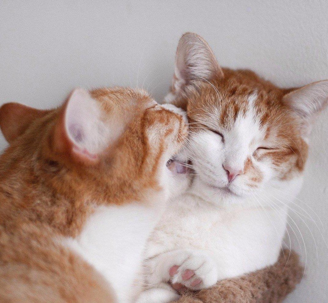 Котики обнимаются