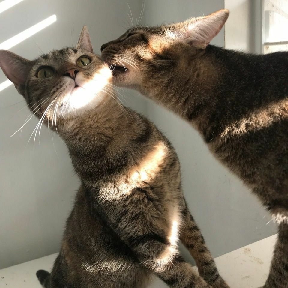 Кошачья любовь