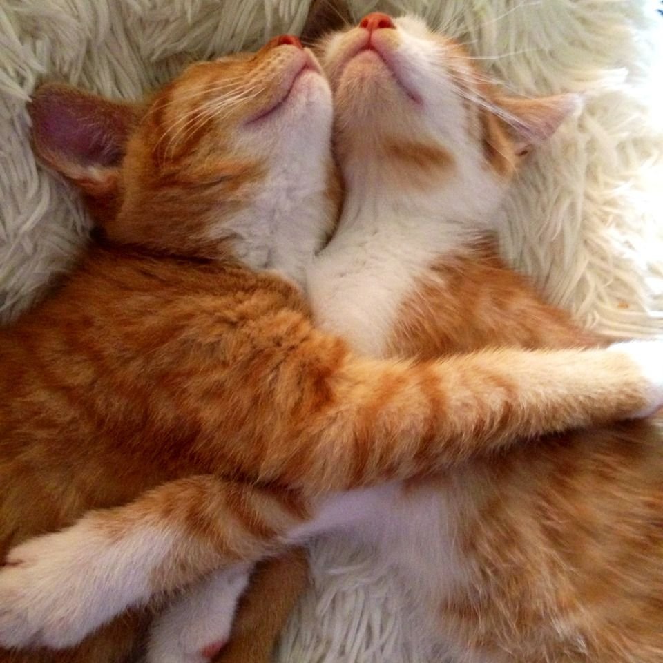 Котики обнимаются