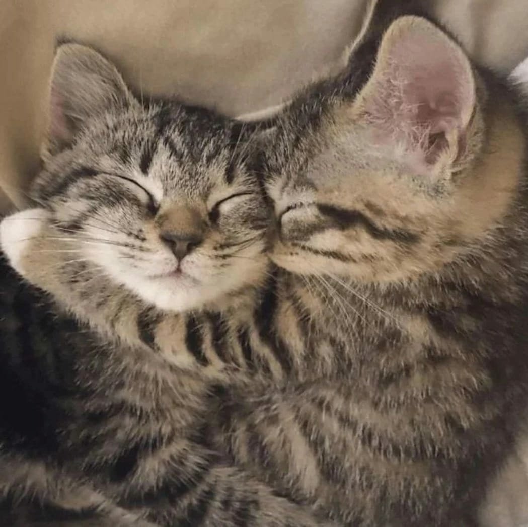 Кошки любовь