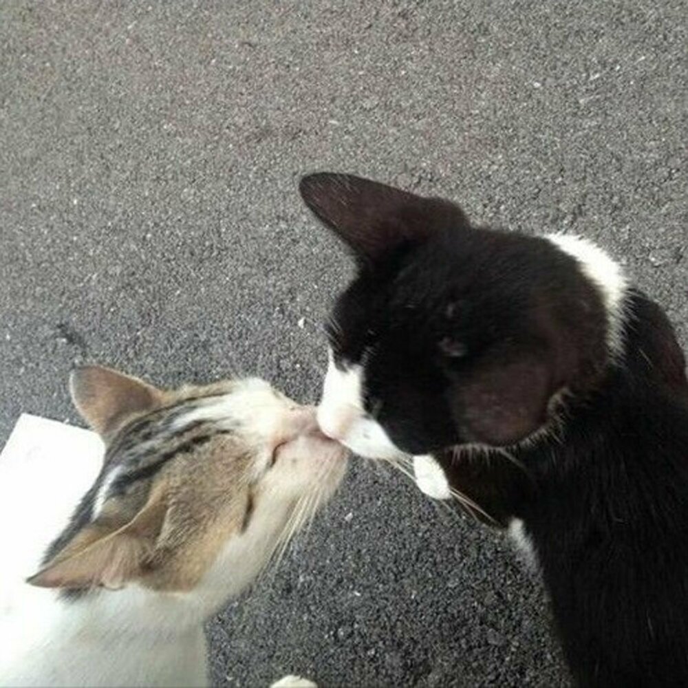 Кот целует зеркало