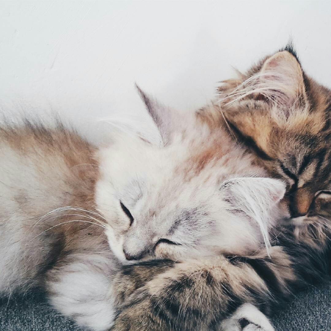 Милые котята Эстетика