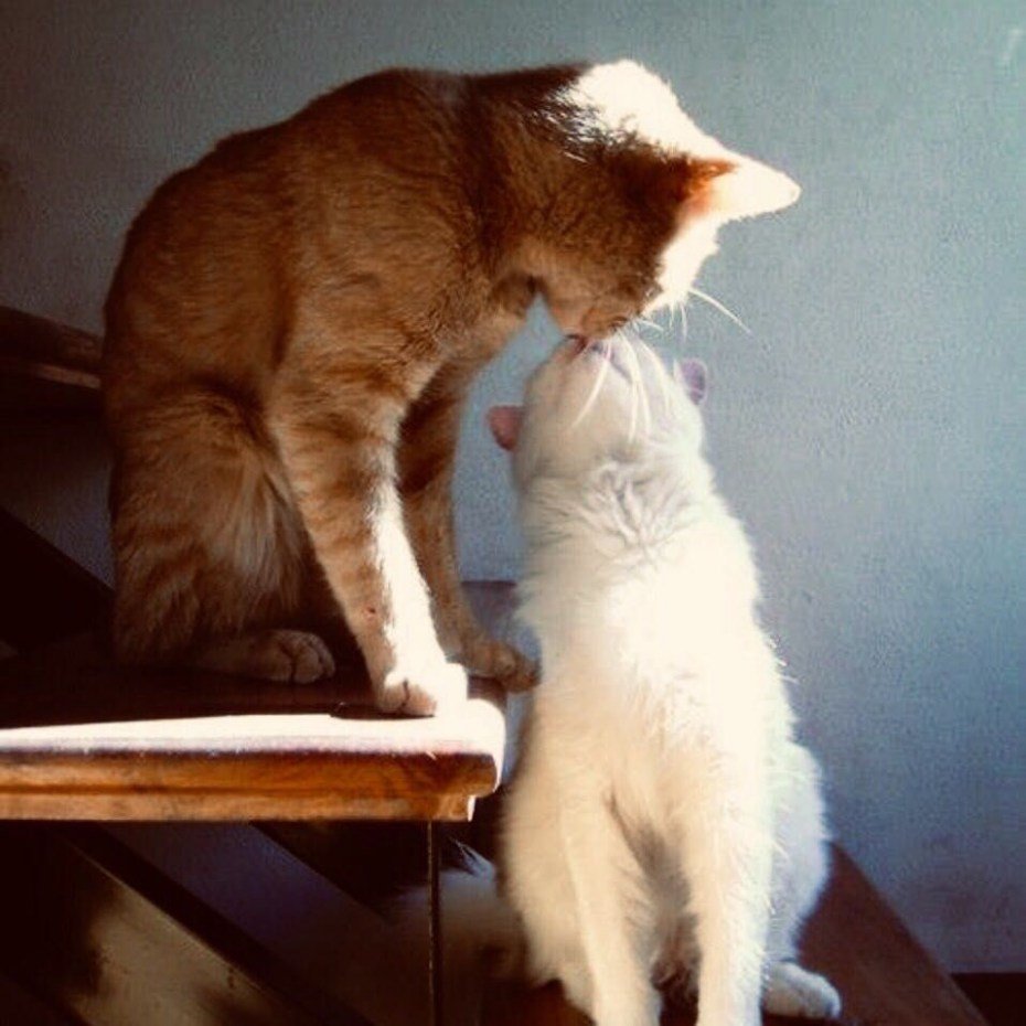 Влюбленные котики