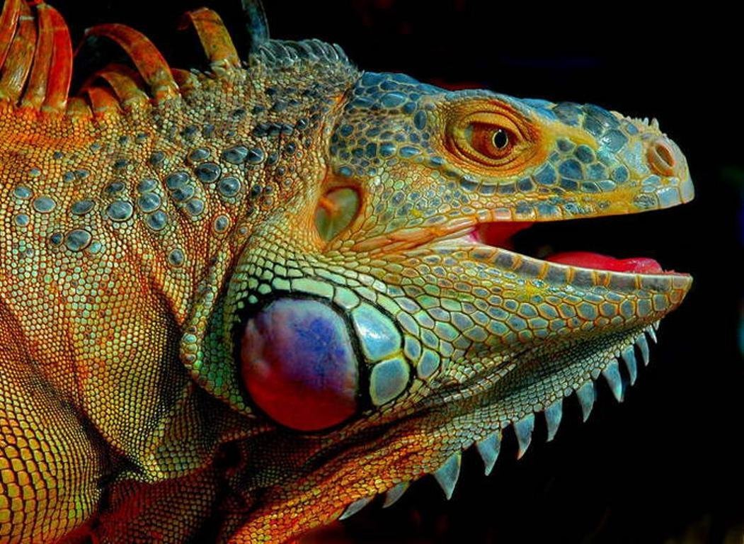 Игуана Шри Ланка