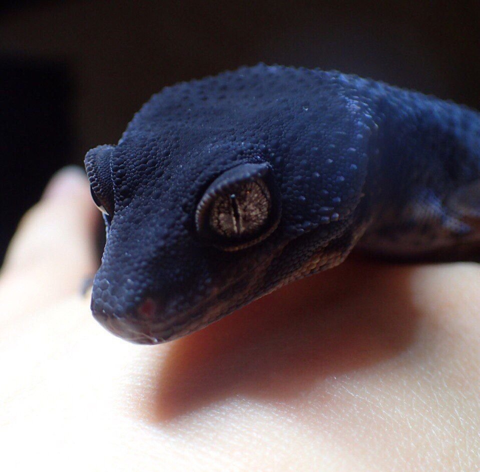 Пятнистый эублефар черный