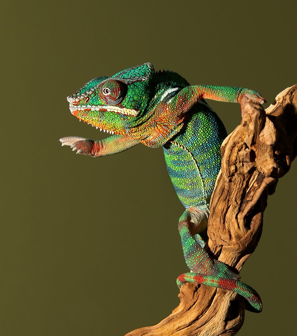 Пантеровый геккон