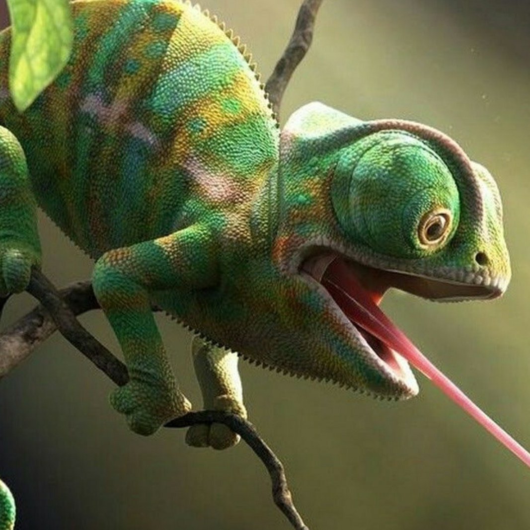 Йеменский хамелеон домашний