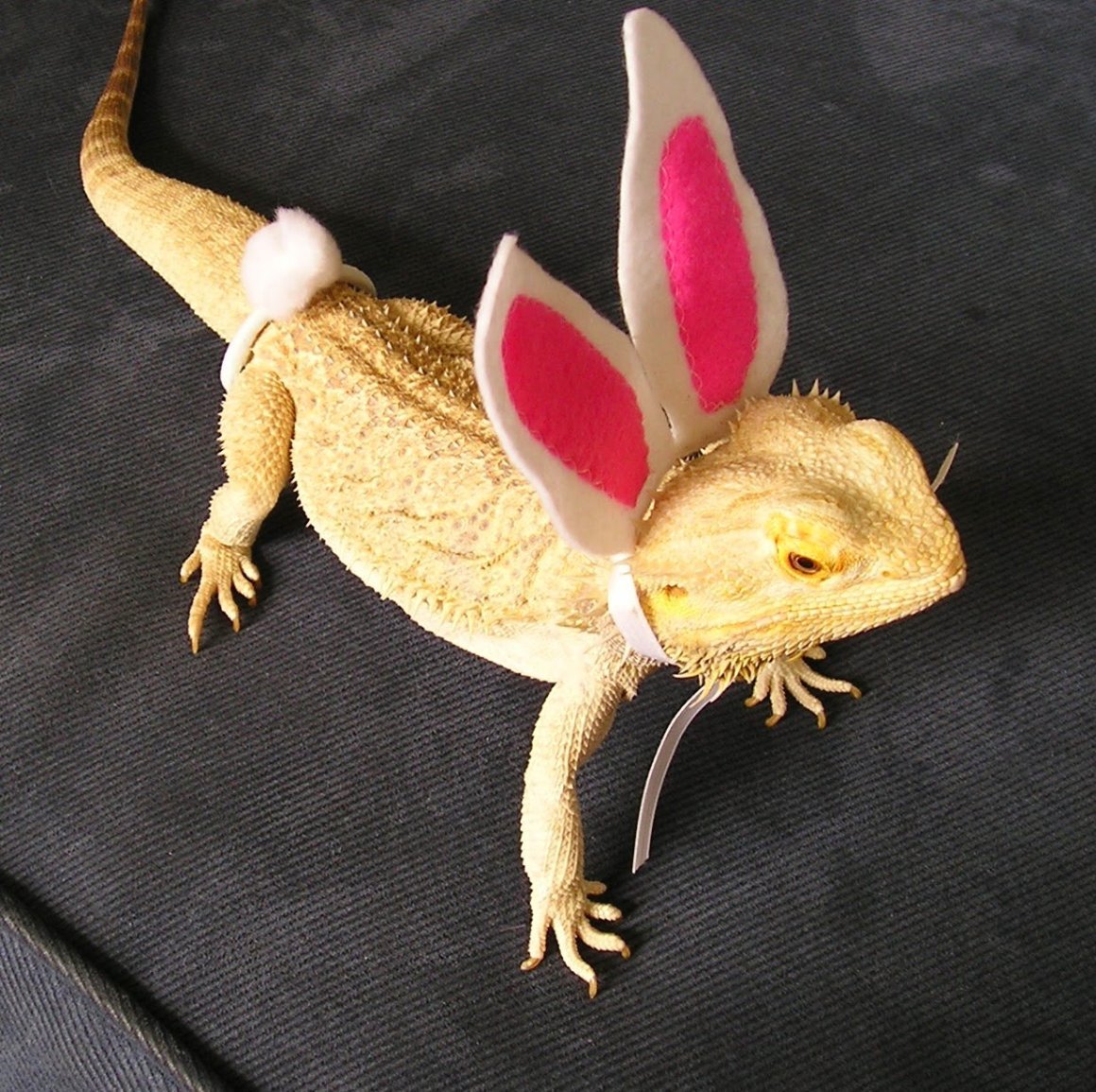 Бородатая агама в костюме дракона