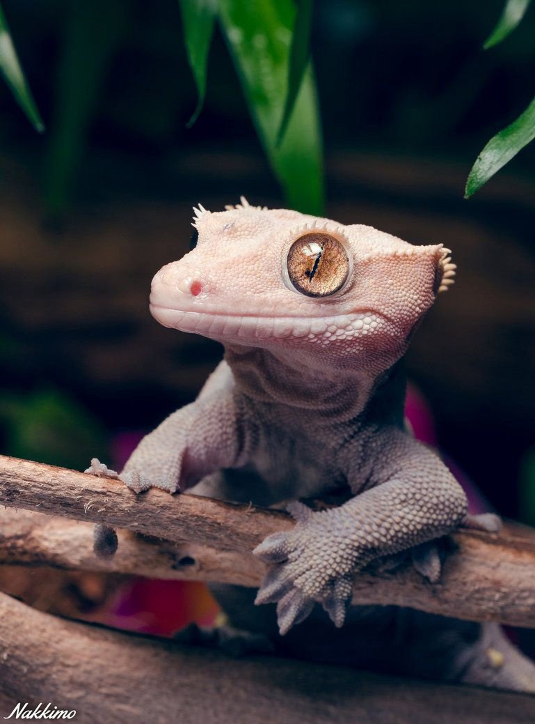 Геккон бананоед