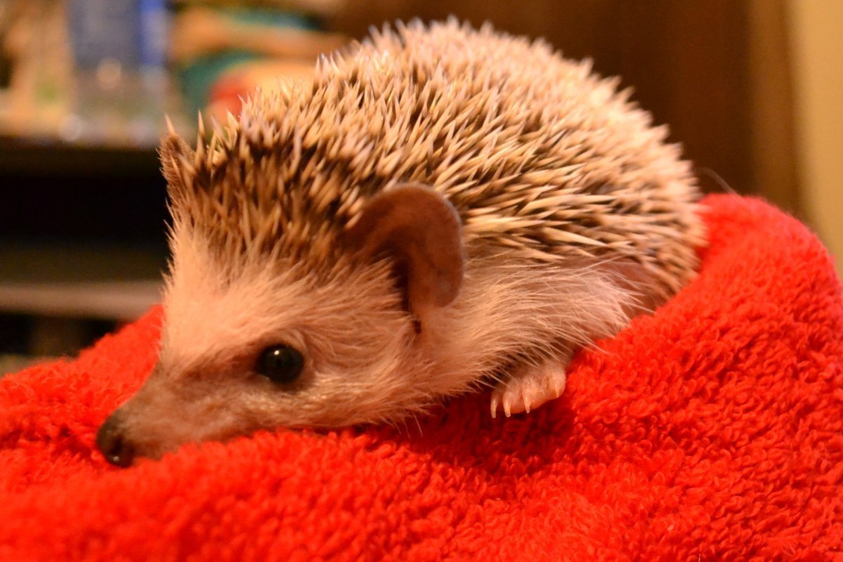 Оранжевый Ежик