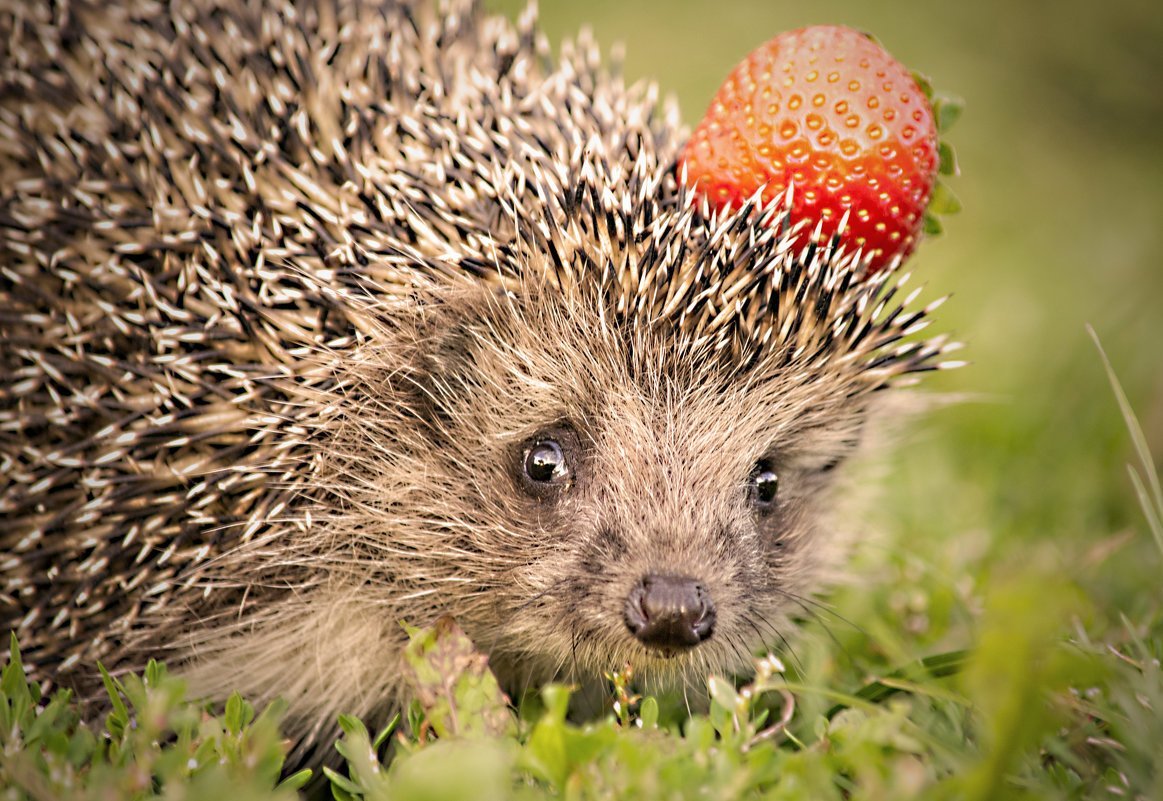 Ежик фото
