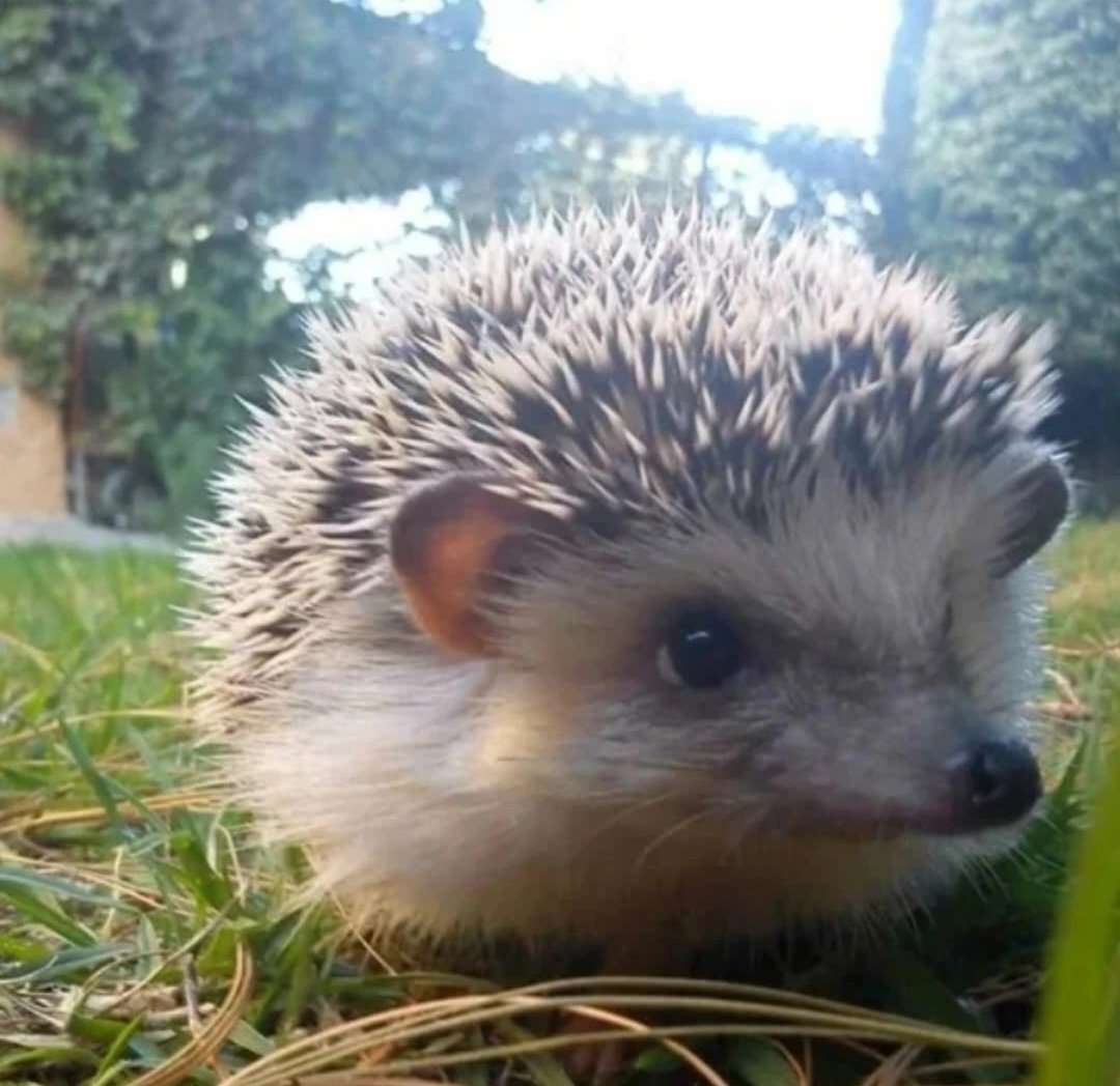 Картинки на рабочий стол Ежик