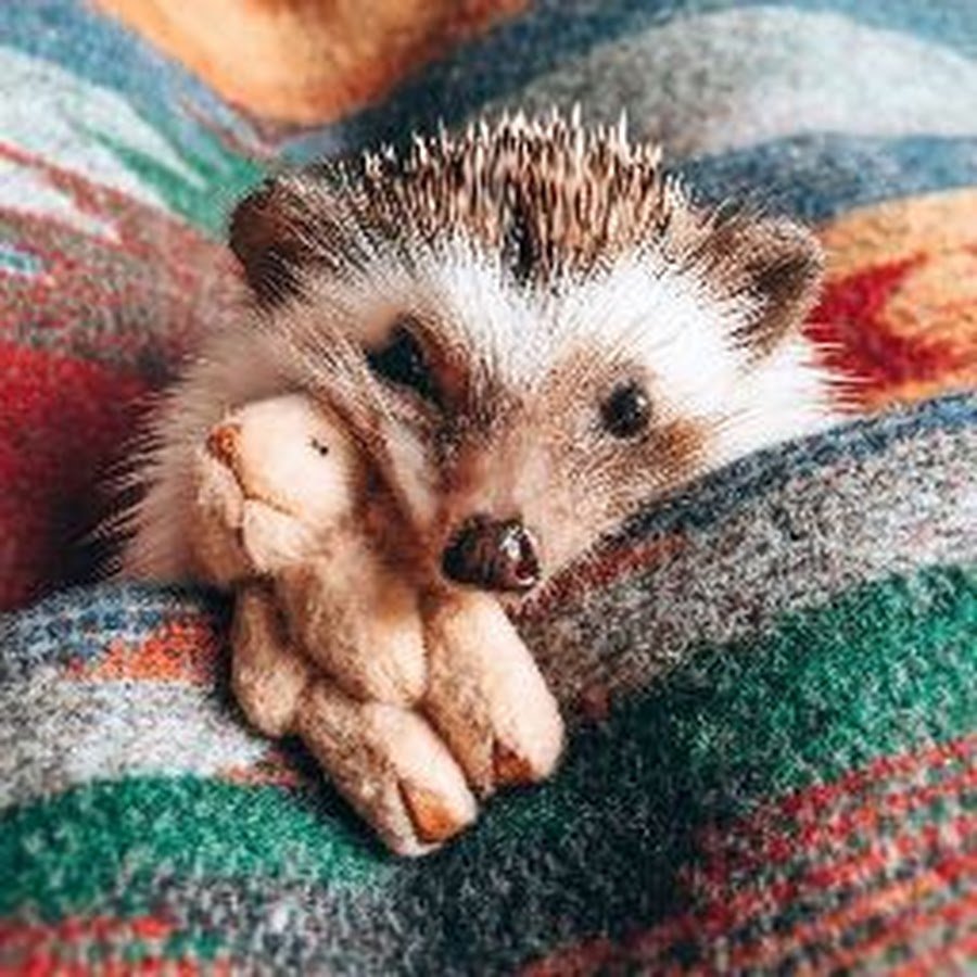 Голобрюхий ёж