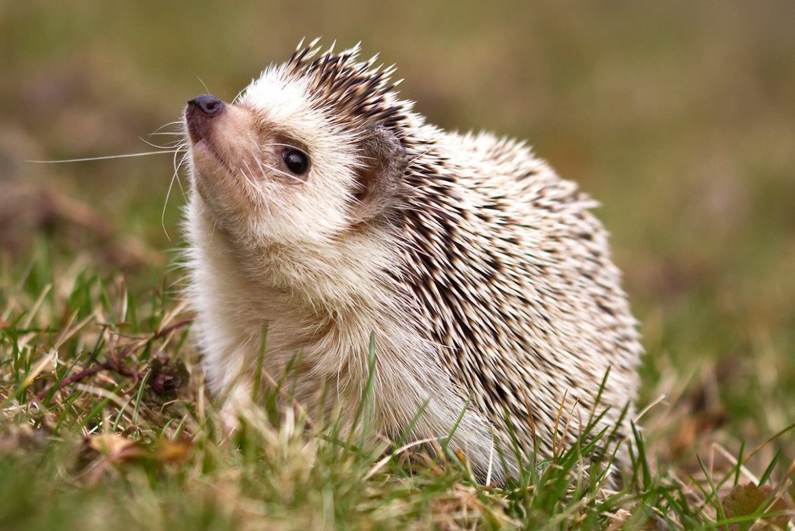 Обыкновенный ёж