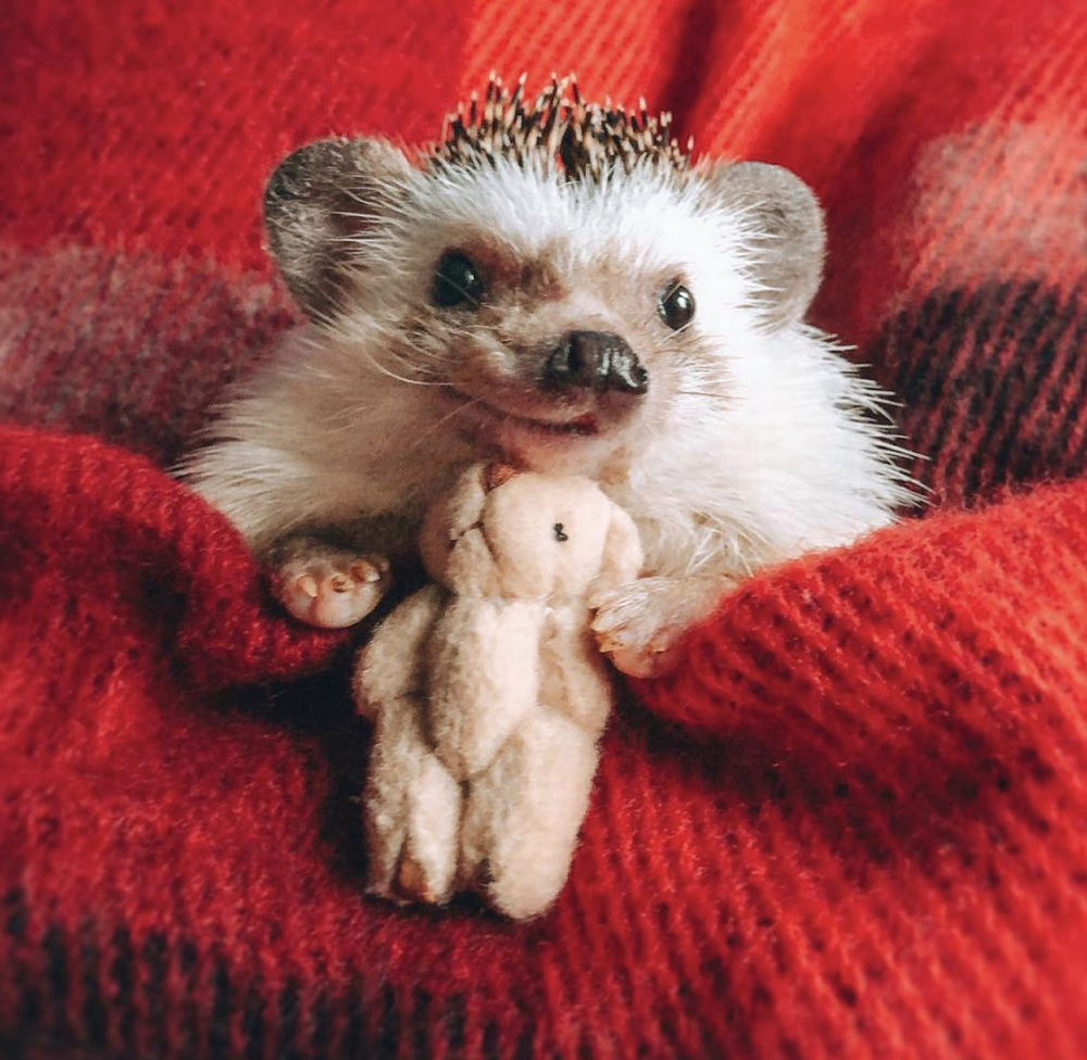 Маленькие ежата