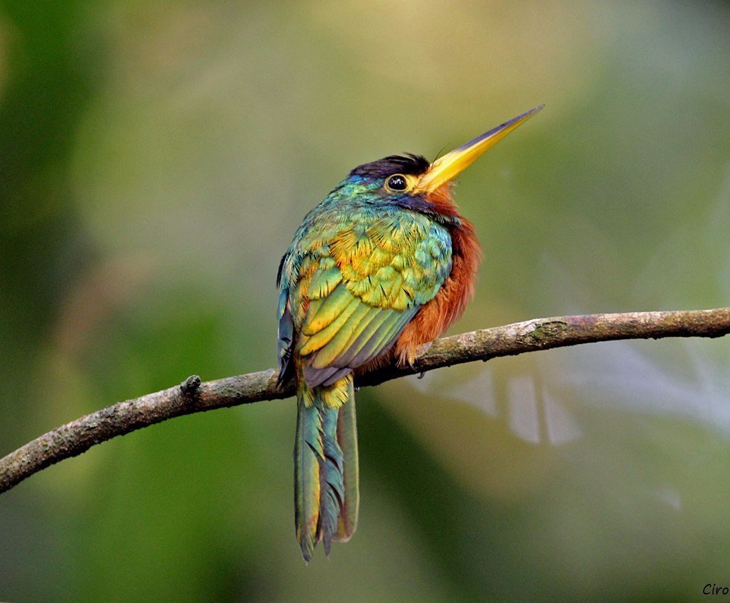 Жакамар птица