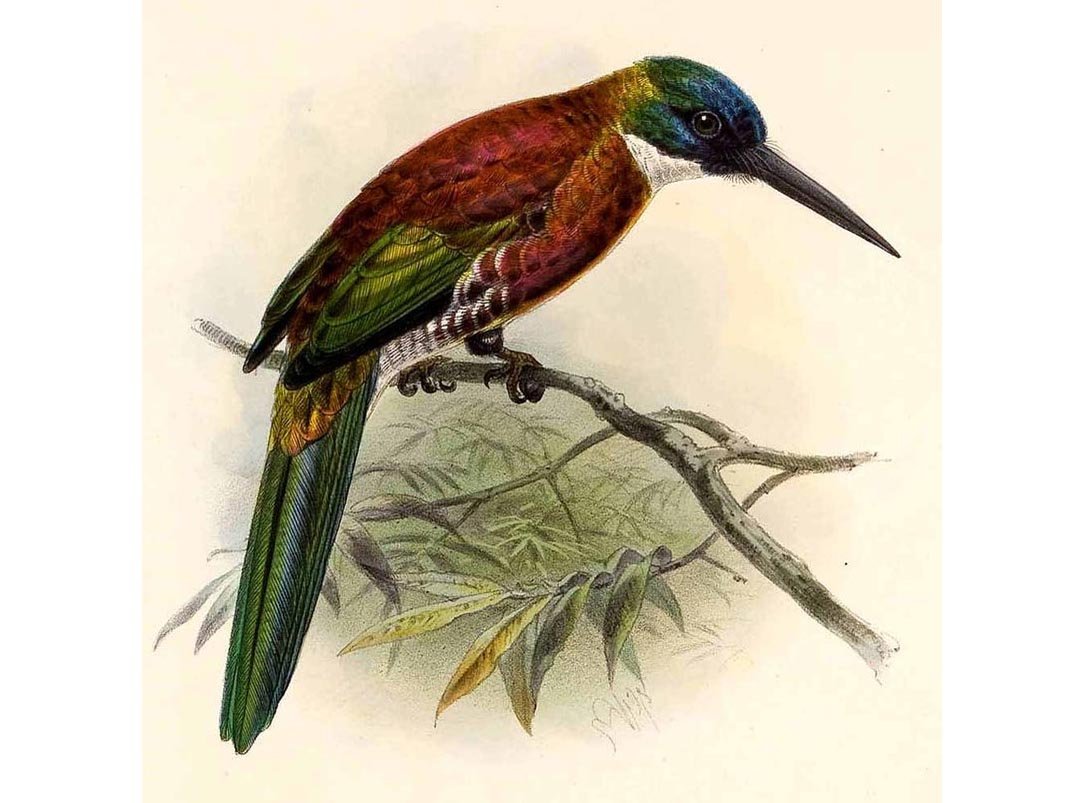 Колибри Южной Америки