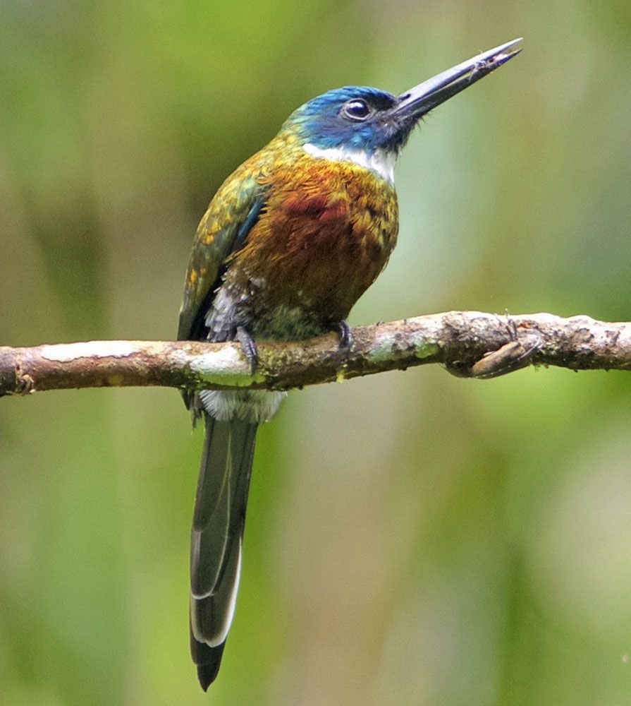 Якамара бронзовая