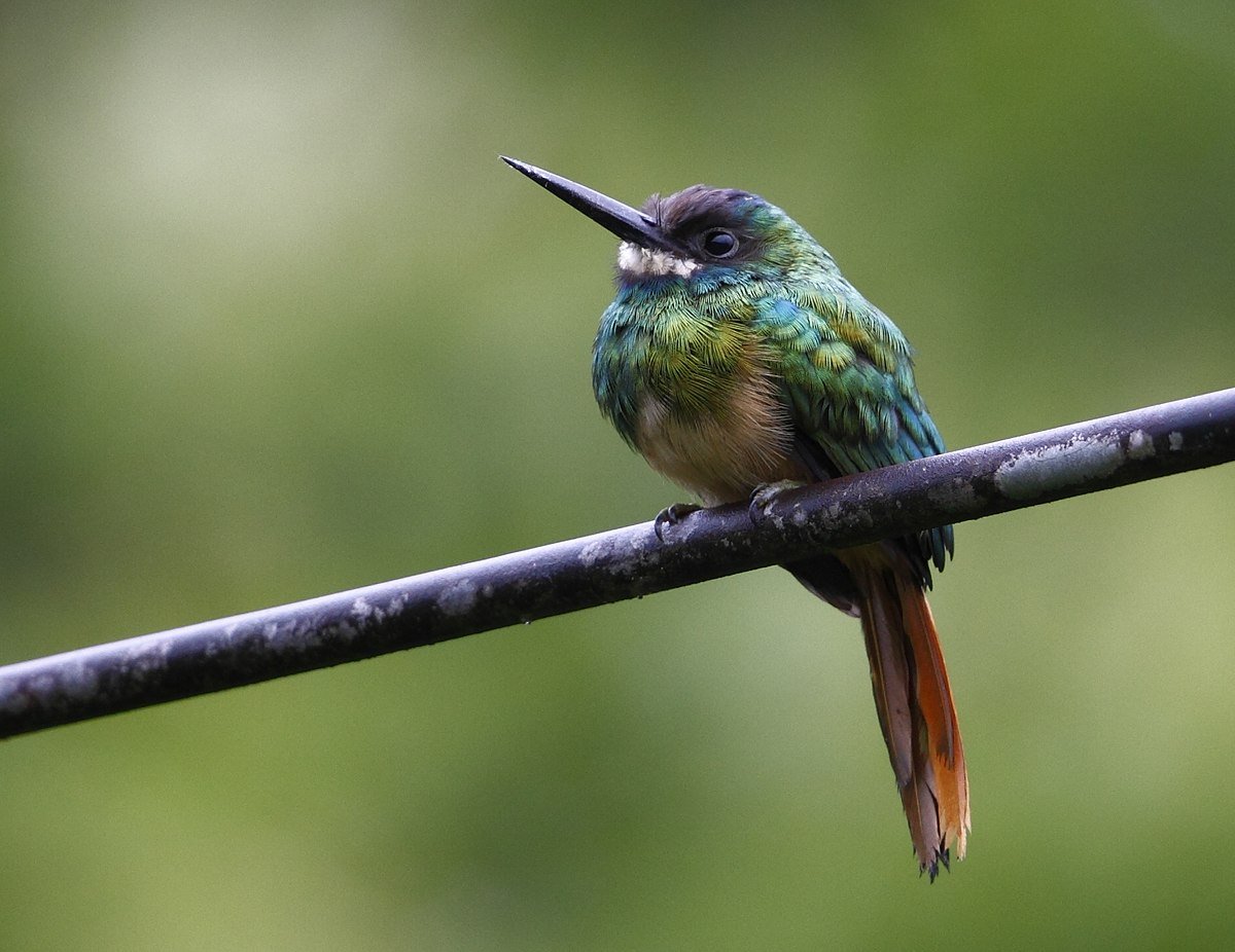 Японский хохлатый Зимородок