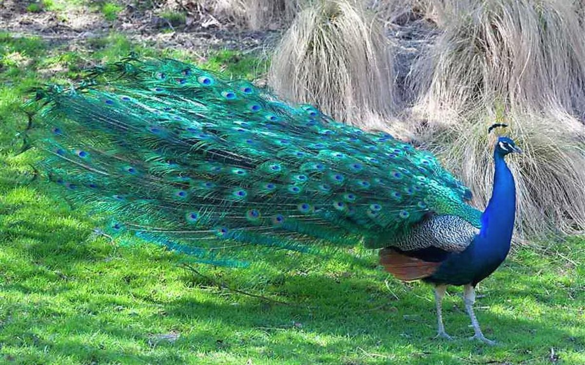 Птицы акрилом Фрэнк Гонсалес