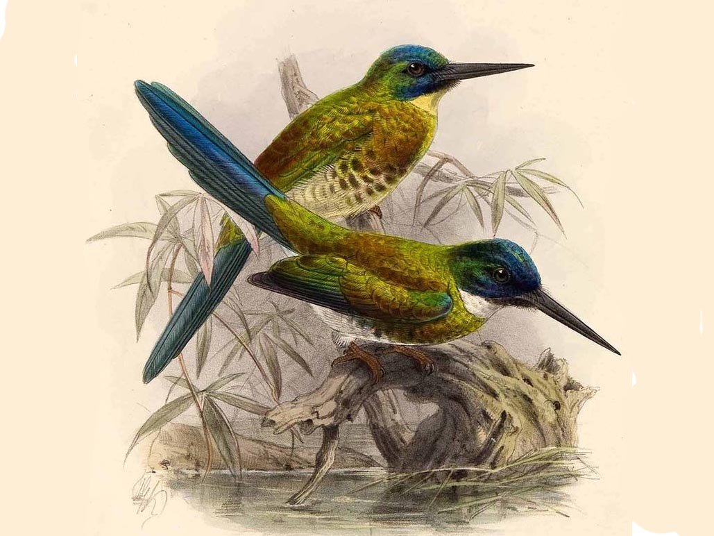 Сукараф Колибри