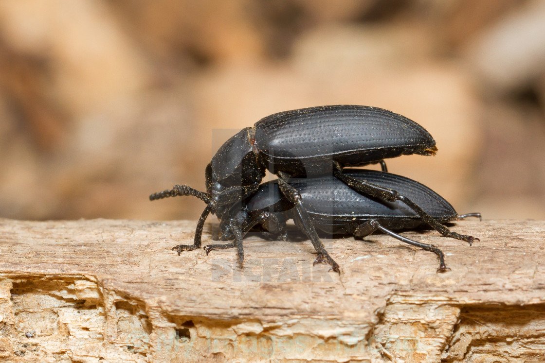 Жук носорог навозник