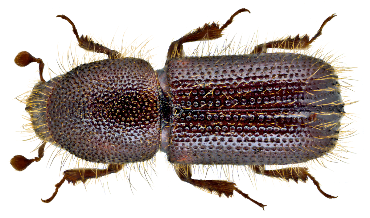 Bark Beetle vector