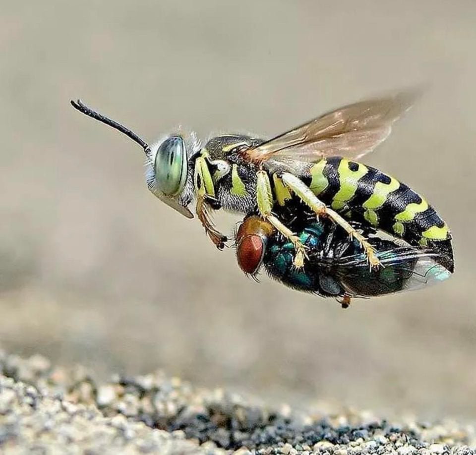 Смешная Оса