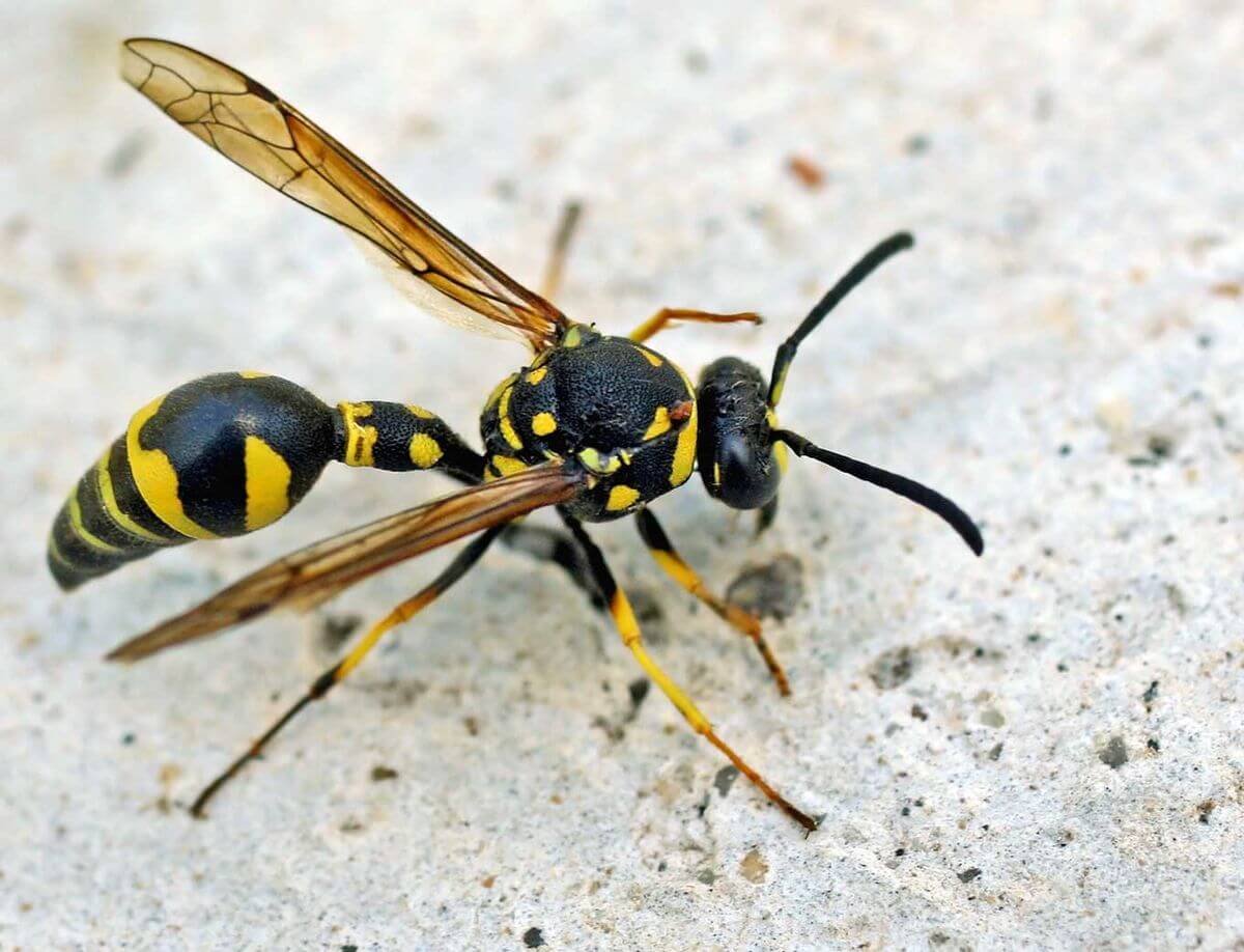 Перепончатокрылые жалящие насекомые