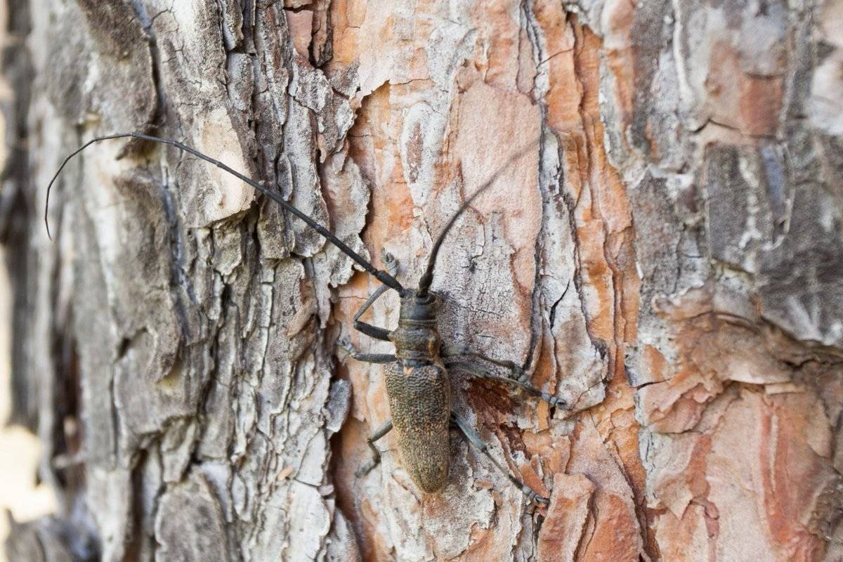 Жук Уссурийский реликтовый усач
