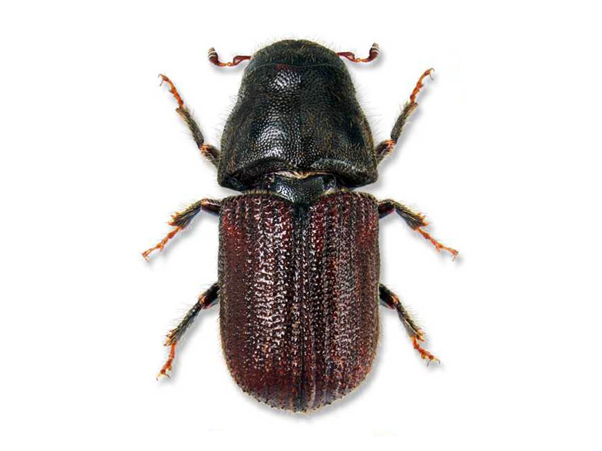Жук короед